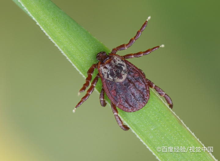 皮蠹虫 成虫图片