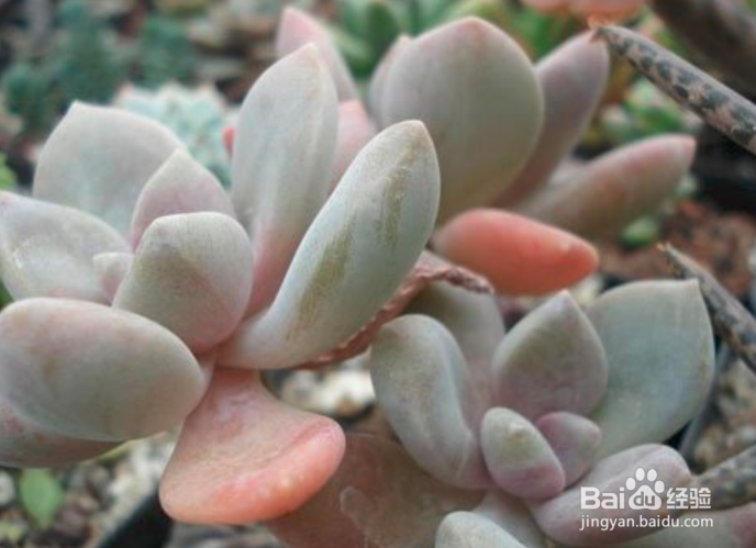 冬美人老桩修剪教程