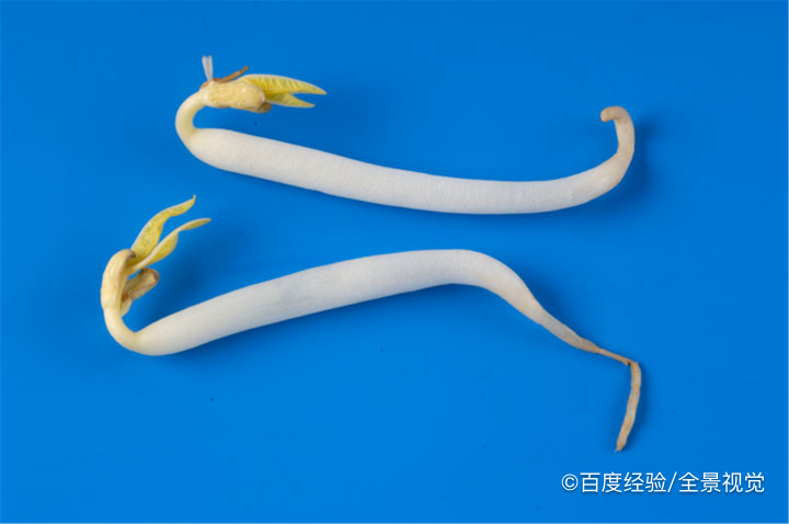 母婴人群能吃黄豆芽吗