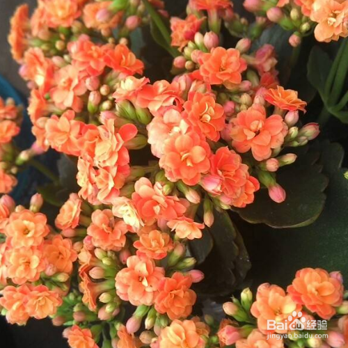 长寿花夏天该如何护养？