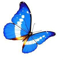 PS--利用“曲线”制作鲜花的文艺照片