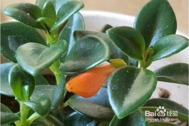 金鱼吊兰的扦插方法和注意事项