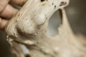 黑芝麻华夫饼的做法