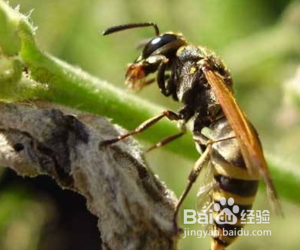 马蜂进屋怎么驱赶