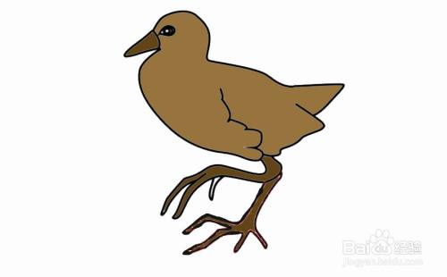 非洲秧鸡的简笔画