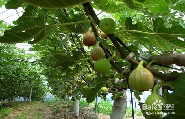 无花果这么养,吃到11月,比蜜甜的果子压满枝!