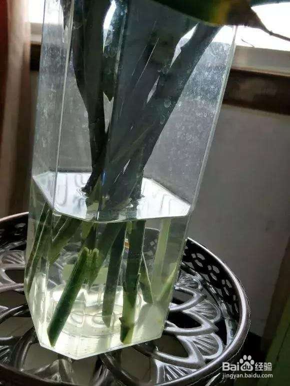 富贵竹黄叶不长根,注意3点,全年绿油油!