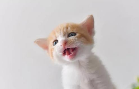 人类该怎样保护猫