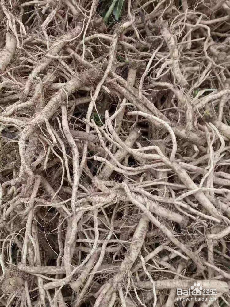 苏子与薄荷怎样分辨