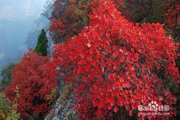 赏枫叶好去处——河南家门口赏枫叶攻略