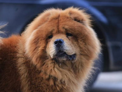 黑密犬到底是是什么品种