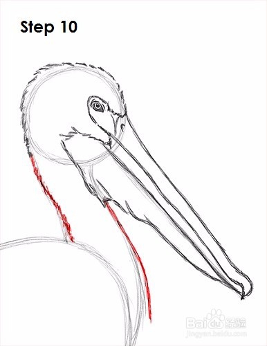 如何画一只鹈鹕——加菲的吃货生活