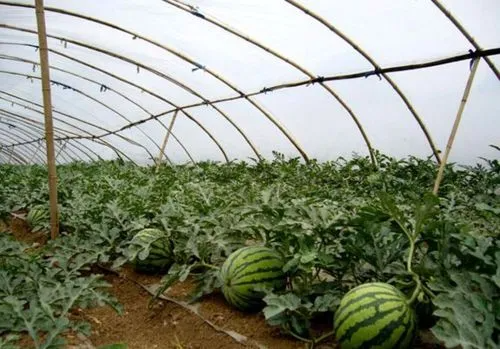 西瓜的种植方法和管理技术