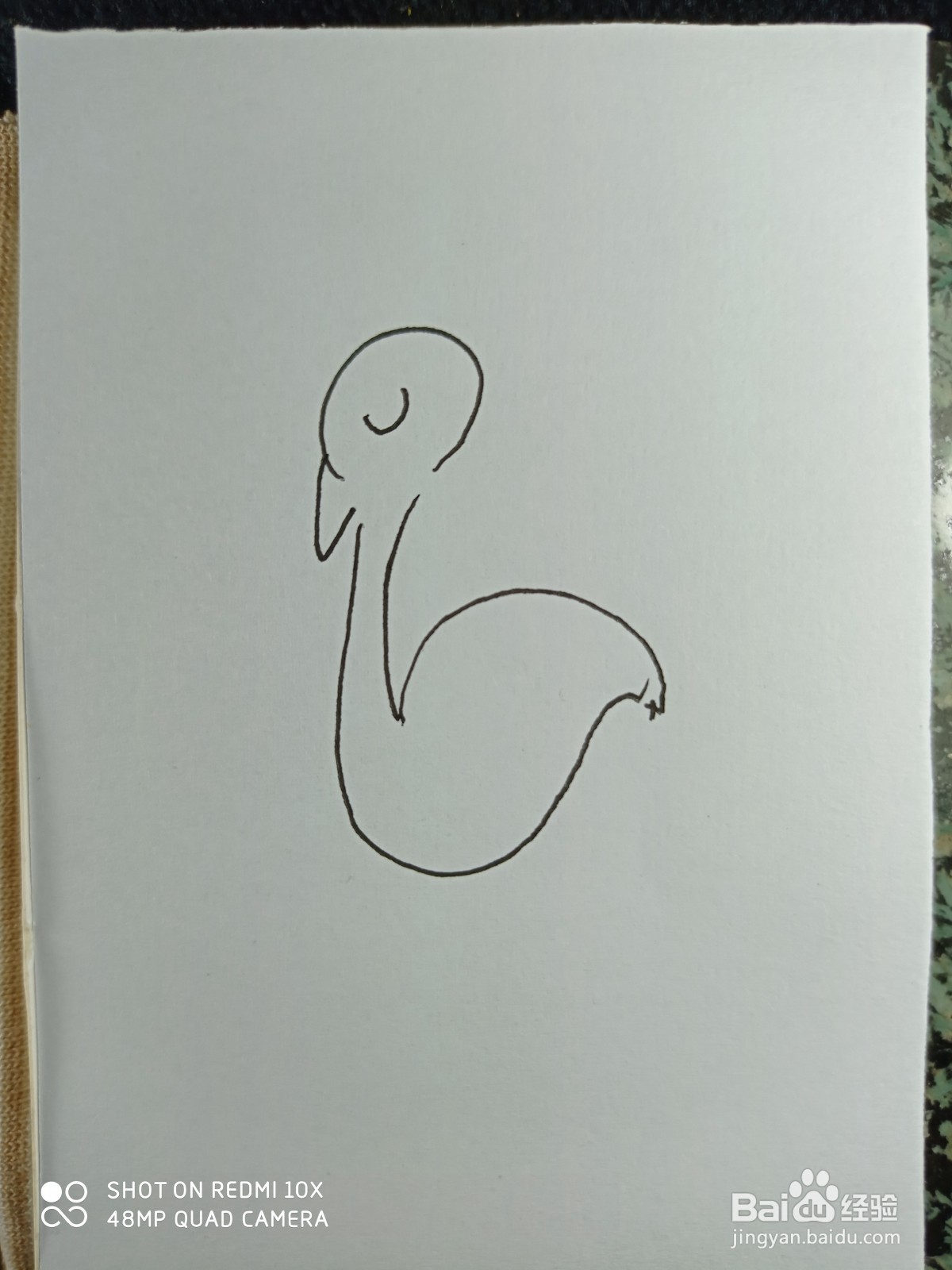 怎样画简笔画鸵鸟