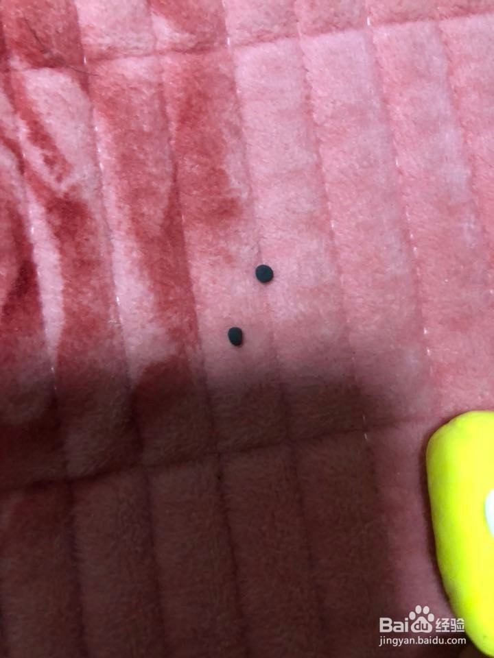 制作黄色的愤怒的小鸟