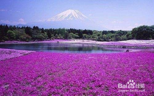 7天怎么安排去日本蜜月旅游