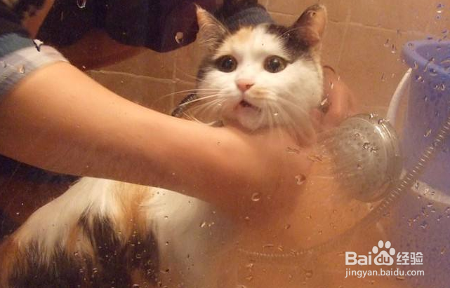 <b>如何给猫洗澡呢，可以一辈子不洗澡吗</b>