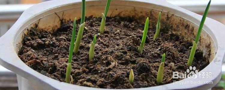 大蒜的种植时间及方法