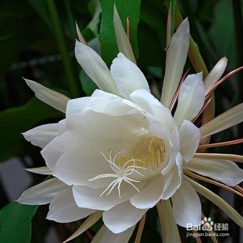 昙花该怎么养?