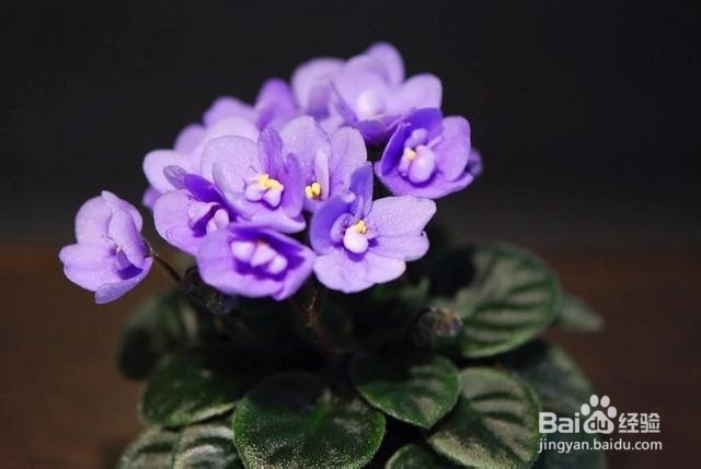 新手宝宝不知道养什么植物,就养这几种吧!