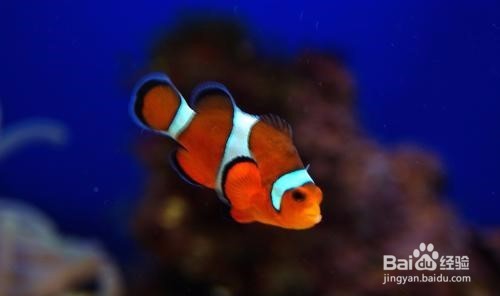 鱼互相攻击怎么办