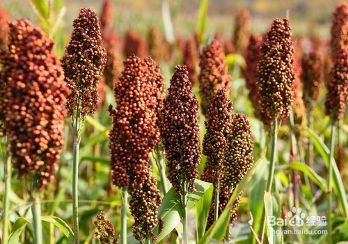 甜高粱怎么管理好?