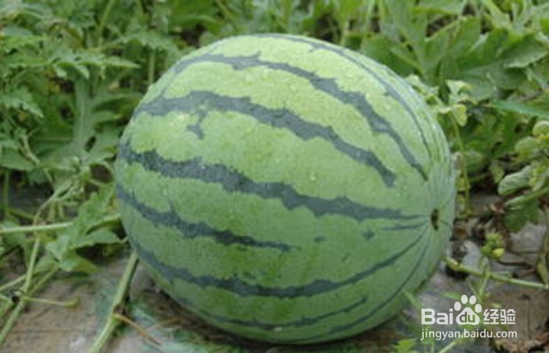 #美食#糊辣西瓜皮的做法