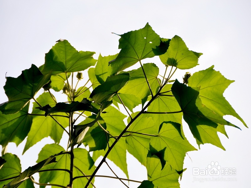 芙蓉叶栽培技术