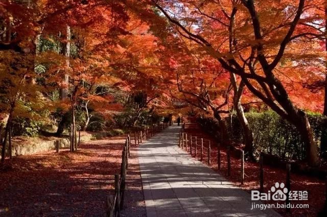 新西兰自由行全攻略