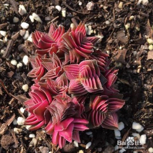 茜之塔多肉植物怎么养殖 百度经验