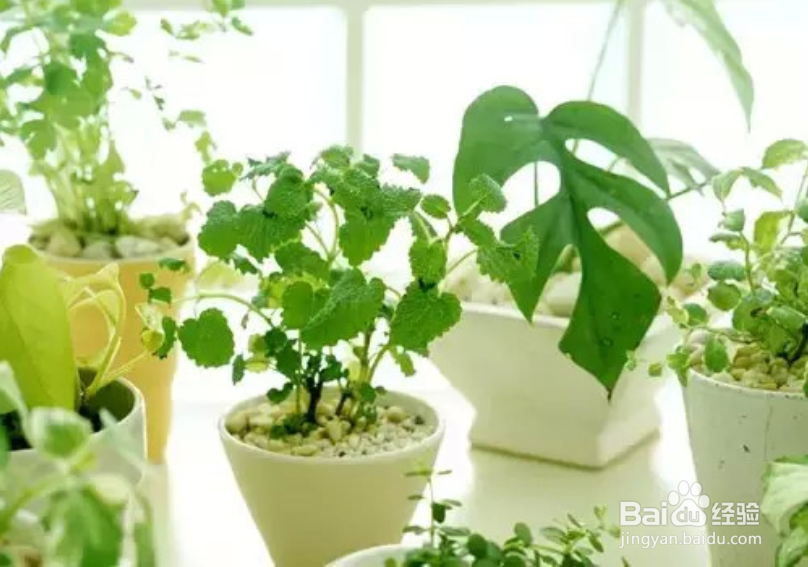 夏季如何预防蚊子-天然环保除蚊防蚊小妙招