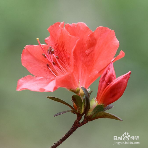 杜鹃花叶变黄了怎么办