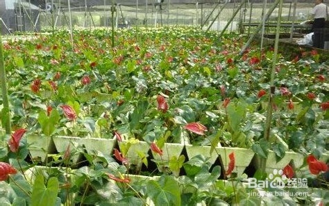 火鹤花和红掌区别是什么