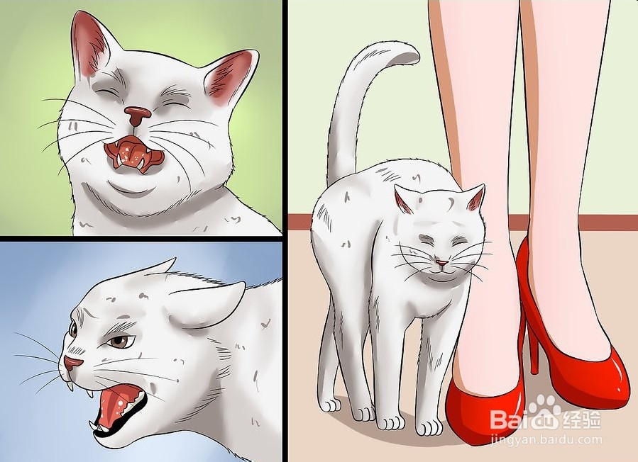 如何让你的猫爱你