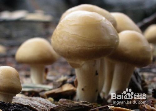 春季宝宝饮食8大注意事项