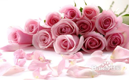 怎样挑选玫瑰花