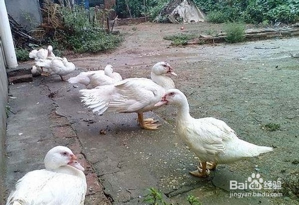 龙爪豆怎样去除毒素