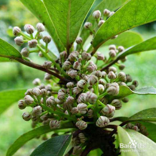 牛耳枫的培育方法和注意事项