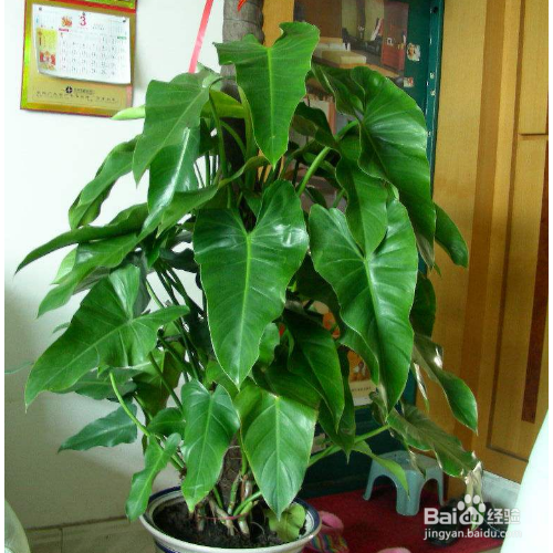 养殖绿宝石喜林芋有哪些需要我们知道的？