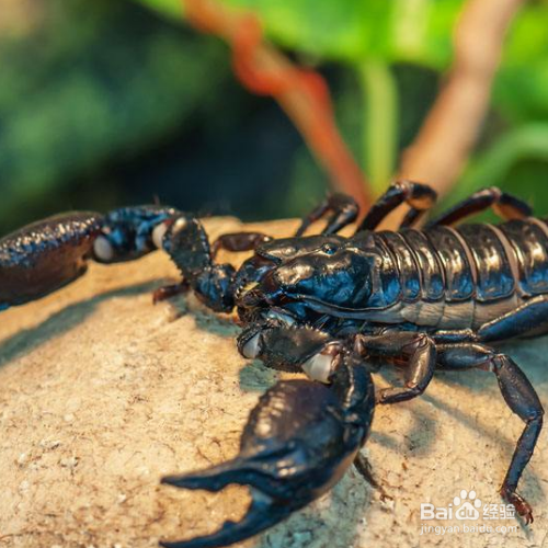 蝎子的养殖技术及管理技术