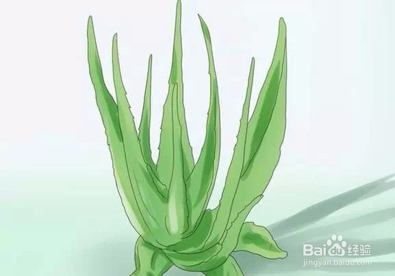 简单有效的美白疗法,看看你有没有使用过?