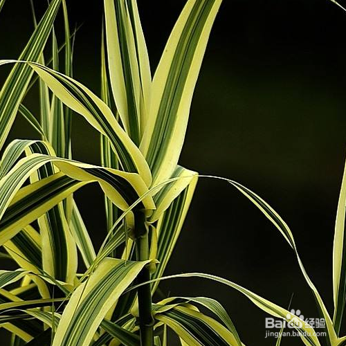 花叶芦竹怎么培育