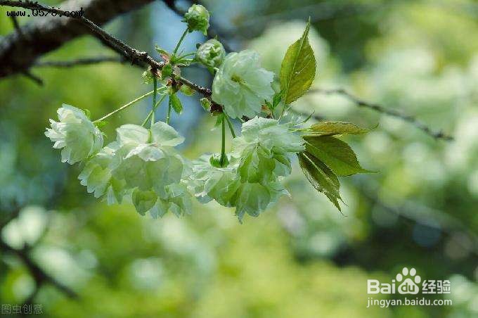 碧字有哪些成语？