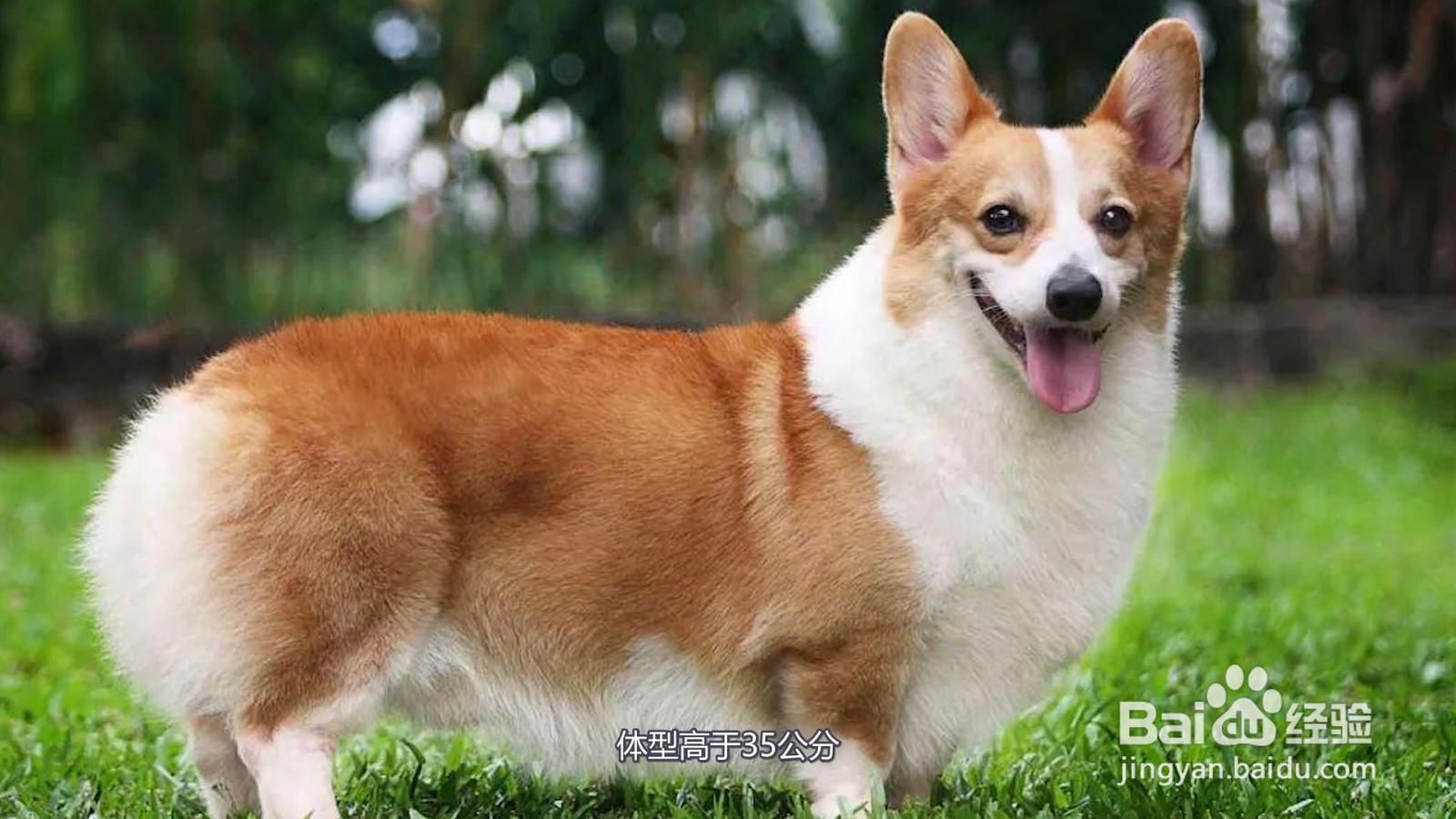 柯基为什么是禁养犬