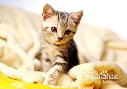 美国短毛猫有哪些禁止食用的食物