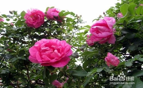 四季玫瑰怎么养