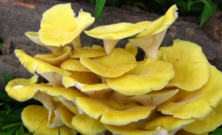 黄色的菌菇叫什么