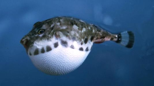 跟鱼有关的名字有哪些