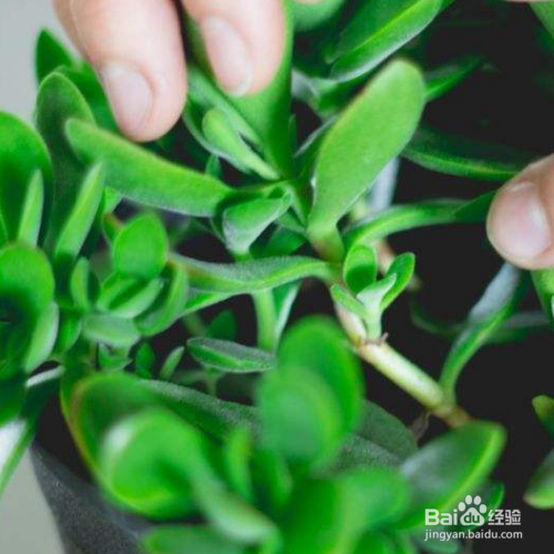 玉树有哪些功效和作用呢？