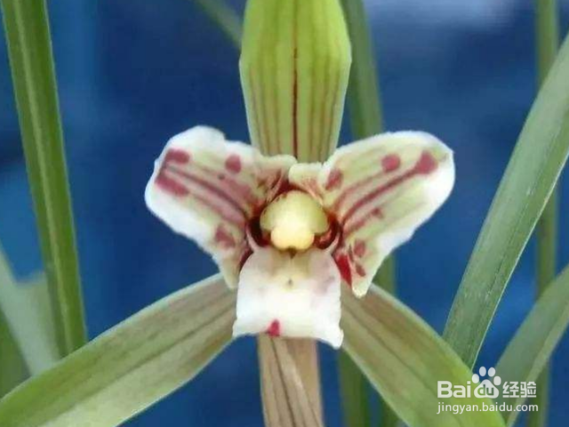 春兰叶子发黄是什么原因？